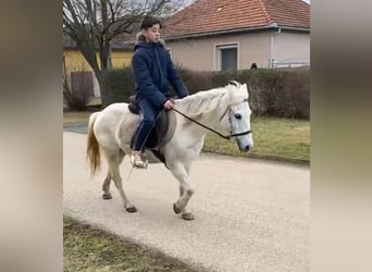 Más ponis/caballos pequeños, Yegua, 10 años, 122 cm, Tordo