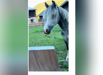 Más ponis/caballos pequeños Mestizo, Yegua, 10 años, 125 cm, Tordo rodado