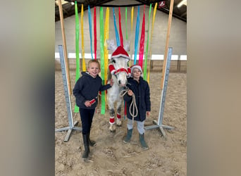 Más ponis/caballos pequeños, Yegua, 10 años, 127 cm, White/Blanco