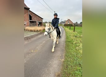 Más ponis/caballos pequeños, Yegua, 10 años, 127 cm, White/Blanco