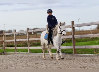 Más ponis/caballos pequeños, Yegua, 10 años, 127 cm, White/Blanco