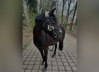 Más ponis/caballos pequeños, Yegua, 10 años, 140 cm, Castaño