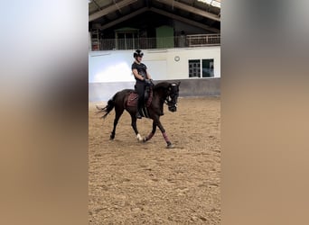 Más ponis/caballos pequeños, Yegua, 10 años, 140 cm, Castaño