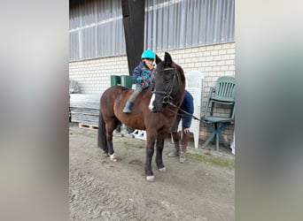 Más ponis/caballos pequeños, Yegua, 10 años, 140 cm, Castaño oscuro