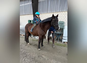 Más ponis/caballos pequeños, Yegua, 10 años, 140 cm, Castaño oscuro