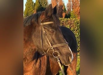 Más ponis/caballos pequeños, Yegua, 10 años, 140 cm, Castaño oscuro