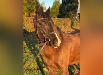 Más ponis/caballos pequeños, Yegua, 10 años, 140 cm, Castaño oscuro