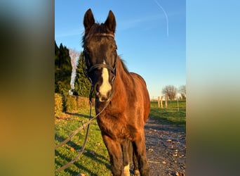 Más ponis/caballos pequeños, Yegua, 10 años, 140 cm, Castaño oscuro