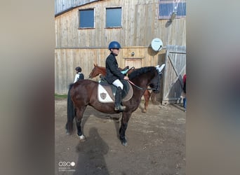 Más ponis/caballos pequeños, Yegua, 10 años, 140 cm, Castaño oscuro