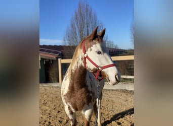 Más ponis/caballos pequeños, Yegua, 10 años, 142 cm, Pío