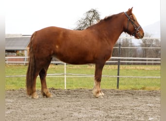 Más ponis/caballos pequeños, Yegua, 10 años, 143 cm, Alazán