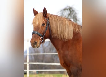 Más ponis/caballos pequeños, Yegua, 10 años, 143 cm, Alazán