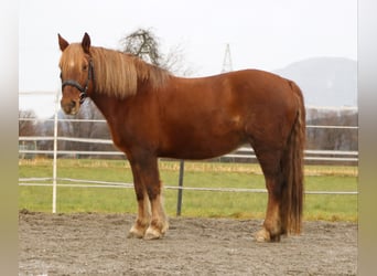 Más ponis/caballos pequeños, Yegua, 10 años, 143 cm, Alazán