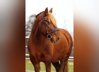 Más ponis/caballos pequeños, Yegua, 10 años, 143 cm, Alazán