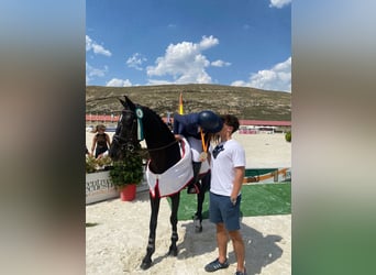 Más ponis/caballos pequeños, Yegua, 10 años, 147 cm, Negro