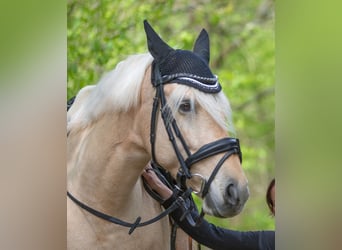 Más ponis/caballos pequeños, Yegua, 10 años, 148 cm, Palomino