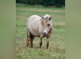 Más ponis/caballos pequeños, Yegua, 10 años, 86 cm, Buckskin/Bayo