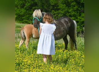 Más ponis/caballos pequeños, Yegua, 10 años, 91 cm, Bayo
