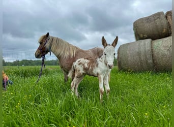 Más ponis/caballos pequeños, Yegua, 10 años, 91 cm, Ruano alazán