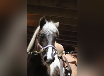 Más ponis/caballos pequeños Mestizo, Yegua, 11 años, 122 cm