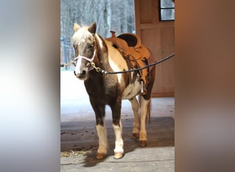 Más ponis/caballos pequeños Mestizo, Yegua, 11 años, 122 cm