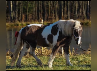 Más ponis/caballos pequeños Mestizo, Yegua, 11 años, 122 cm