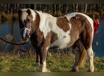 Más ponis/caballos pequeños Mestizo, Yegua, 11 años, 122 cm