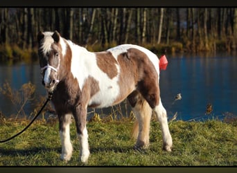 Más ponis/caballos pequeños Mestizo, Yegua, 11 años, 122 cm