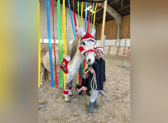 Más ponis/caballos pequeños, Yegua, 11 años, 127 cm, White/Blanco