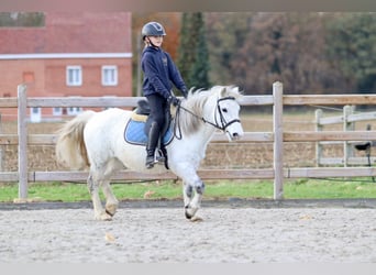 Más ponis/caballos pequeños, Yegua, 11 años, 127 cm, White/Blanco