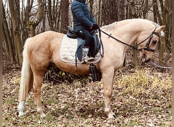 Más ponis/caballos pequeños, Yegua, 11 años, 135 cm, Palomino