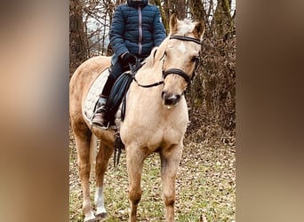 Más ponis/caballos pequeños, Yegua, 11 años, 135 cm, Palomino