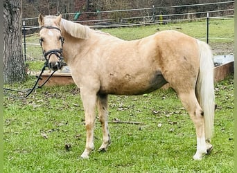 Más ponis/caballos pequeños, Yegua, 11 años, 135 cm, Palomino