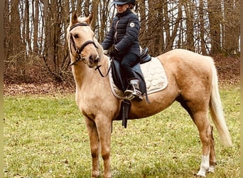 Más ponis/caballos pequeños, Yegua, 11 años, 135 cm, Palomino