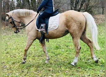 Más ponis/caballos pequeños, Yegua, 11 años, 135 cm, Palomino