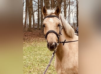 Más ponis/caballos pequeños, Yegua, 11 años, 135 cm, Palomino