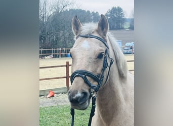 Más ponis/caballos pequeños, Yegua, 11 años, 135 cm, Palomino