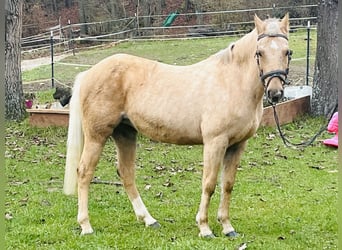 Más ponis/caballos pequeños, Yegua, 11 años, 135 cm, Palomino