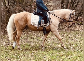 Más ponis/caballos pequeños, Yegua, 11 años, 135 cm, Palomino