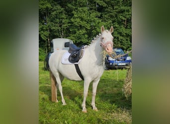 Más ponis/caballos pequeños, Yegua, 11 años, 136 cm, Tordo
