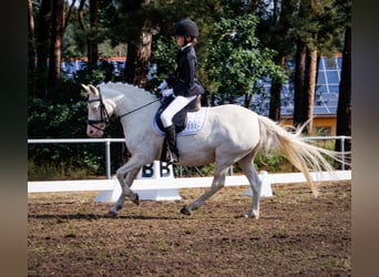 Más ponis/caballos pequeños, Yegua, 11 años, 136 cm, Tordo