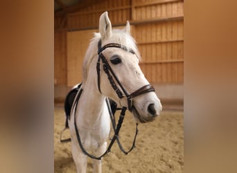 Más ponis/caballos pequeños, Yegua, 11 años, 140 cm, Tordo picazo
