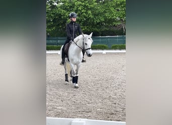 Más ponis/caballos pequeños, Yegua, 11 años, 145 cm, Tordo rodado
