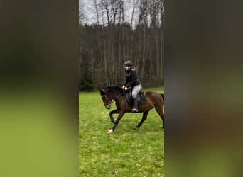 Más ponis/caballos pequeños, Yegua, 11 años, 146 cm