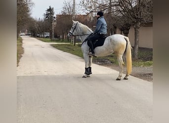 Más ponis/caballos pequeños, Yegua, 11 años, 150 cm