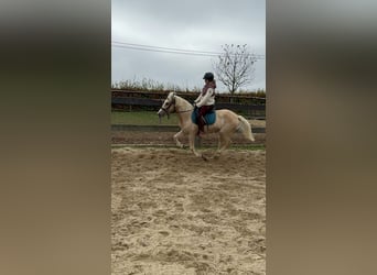 Más ponis/caballos pequeños, Yegua, 11 años, 150 cm, Palomino