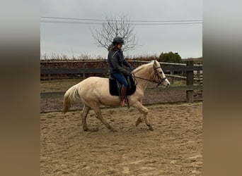 Más ponis/caballos pequeños, Yegua, 11 años, 150 cm, Palomino