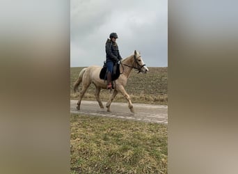 Más ponis/caballos pequeños, Yegua, 11 años, 150 cm, Palomino