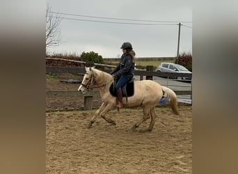 Más ponis/caballos pequeños, Yegua, 11 años, 150 cm, Palomino