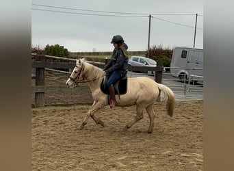 Más ponis/caballos pequeños, Yegua, 11 años, 150 cm, Palomino